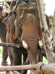Mae Sa Elephant