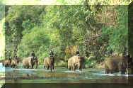 Chiang Dao elephant camp